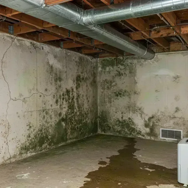 Professional Mold Removal in Assumption, IL